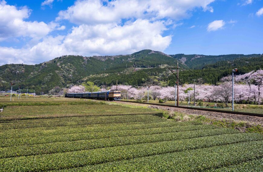2026🌸 大井川鐵道